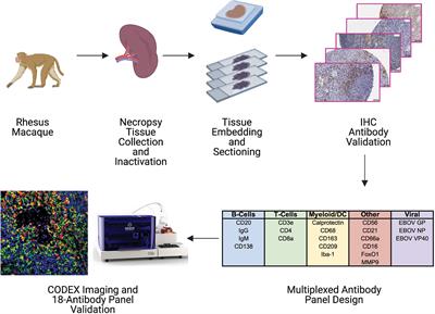 Rhesus Macaque CODEX Multiplexed Immunohistochemistry Panel for Studying Immune Responses During Ebola Infection